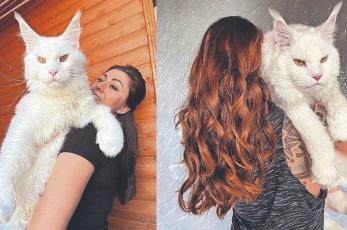 Conoce a ‘Kefir’, el enorme gato en Rusia que no deja de crecer