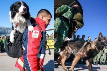 ¡Mucho éxito! Perritos rescatistas mexicanos ya están en Turquía para salvar vidas