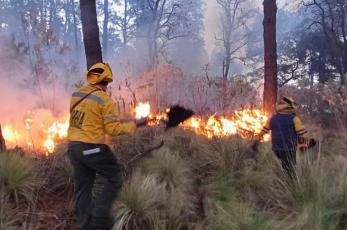 La temporada de incendios forestales está con todo, recomendaciones para cuidar los bosques