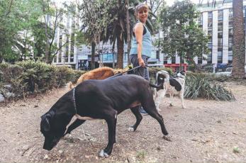 Por miedo al agua contaminada, en la Benito Juárez ya no quieren bañar a los lomitos