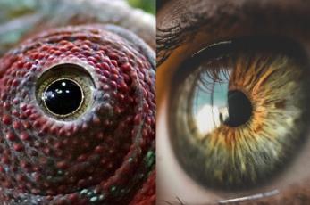 De animales y humanos, estos son los ojos más impactantes de todo el mundo