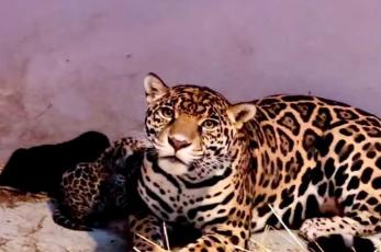 Nacen 3 jaguares en Chapultepec, es una especie en peligro de extinción