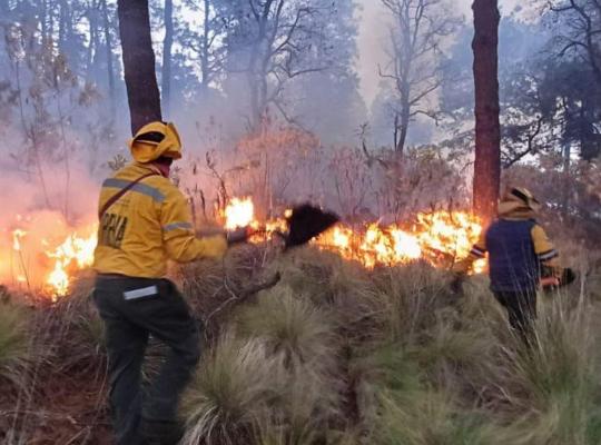 La temporada de incendios forestales está con todo, recomendaciones para cuidar los bosques