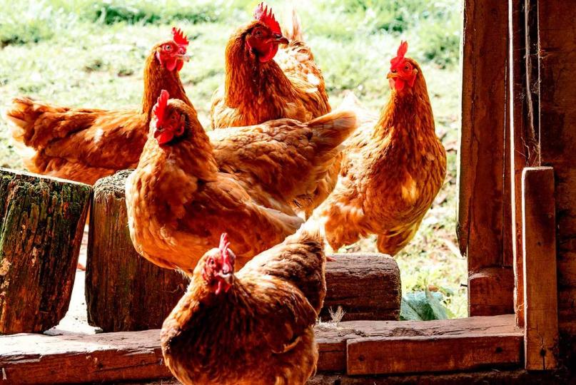 Preocupa a la OMS amenaza creciente de la gripe aviar, ¿humanos nos podemos contagiar?