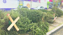 Reciclan sólo 30% de pinos navideños 