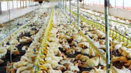 Detectan gripe aviar en finca de Jalisco