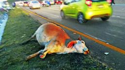 Vaca ocasiona accidente en Libramiento Surponiente en Querétaro