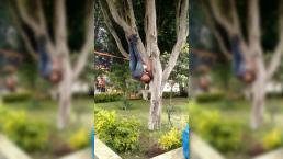 Cuelgan de un árbol a presunto ladrón en Tlaxcala 