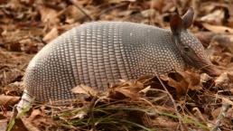 Hombre termina con bala en el rostro tras encontrar animal en su jardín