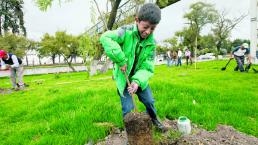 Inicia la plantación de tres mil árboles en Paseo Tollocan
