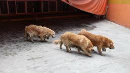 Definen el jueves situación de 38 Golden Retriever rescatados en Iztapalapa 