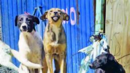 Urgen censo de perros callejeros en CDMX
