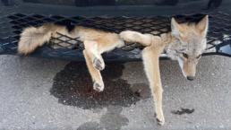 Automovilista viaja con un coyote incrustado en su defensa
