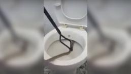Serpiente de un metro de largo se esconde en el inodoro 
