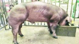 Granja de Camboya presume cerdos mutantes y megafornidos