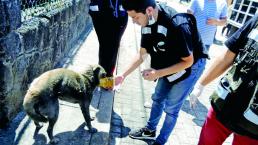 Fuego arrasó con ocho mascotas, en Melchor Ocampo