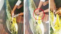 Pescador descubre 32 tortugas en estómago de un pez
