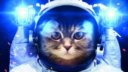 Hazaña de gata espacial debe dar vuelta al mundo