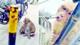 Mono 'huachicolero' es captado con la trompa en la manguera
