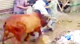 Vaca ataca a su verdugo cuando iba a sacrificarla
