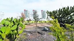 Plantan mil 700 árboles en la colonia Centro Sur de Querétaro
