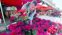 Rematan flores de Nochebuena, en Toluca