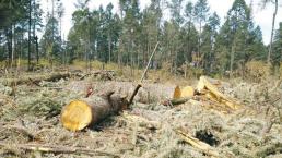 Aumenta la tala de árboles en Lerma, lotifican puntos en el bosque