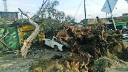Vientos arrancan árboles en Cuernavaca y Jiutepec