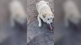 Perro lame coladera congelada y se queda pegado