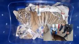 Canino detecta tigre bebé en Jalisco, venía en caja de plástico