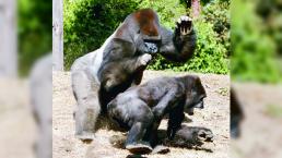 Fallece gorila Arila en el Zoológico de Zacango