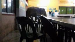 Elefante invade escuela en Malasia