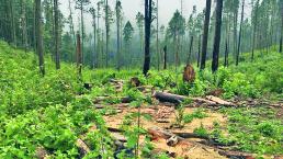 En Ocuilan pierden más de 10 mil hectáreas de bosque