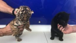 Tiernos cachorros de tigre de bengala y jaguar negro son rescatados en Tijuana