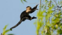 Tierno mono se pone loquillo y provoca persecución en la CDMX
