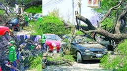 Cae árbol sobre vehículo en Corregidora, no hay lesionados 