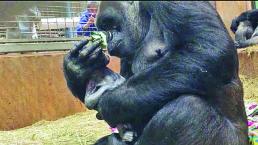 Transmiten parto de gorila en zoológico de Washington 