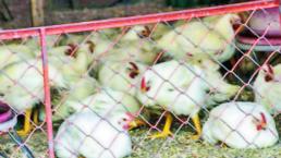 Sacrifican a aves por virus de influenza, en Querétaro y Guanajuato