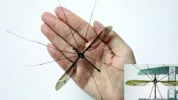 Hallan al “padre” de los mosquitos, en China 