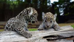 Reino Animal recibe a dos cachorras jaguar