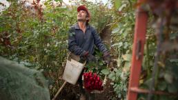 Crean hermandad con China para venta de rosas en San Juan del Río 