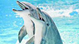VIDEO: Delfines le echan bronca a sufrista