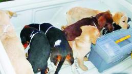 Veterinario “embarazaba” a cachorros con heroína ,en Estados Unidos 
