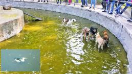 Perros atacan y matan a patos dentro de un estanque en Toluca 