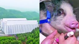 Crean hoteles de lujo para cerdos, en China