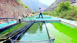 Peces nutren la economía, en Peñamiller