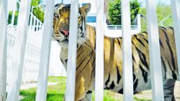 Rescatan tigre al que le desgarraron las patas para que no escapara, en Jojutla