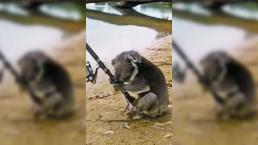VIDEO: Cachan a koala pescando, en Australia 