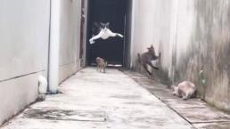 Aparece 'gato volador' en video y deja a todos en shock 