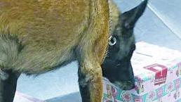 Binomio canino encuentra caja de regalo con droga, en Querétaro  